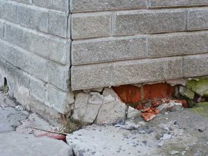 What You Need To Know About Groundhogs and Foundation Damage - Cincinnati